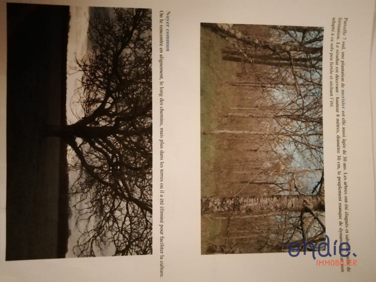 vente Propriété forestière Chateauneuf Sur Cher - Photo 2