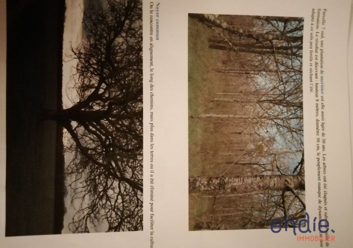 vente Propriété forestière Chateauneuf Sur Cher