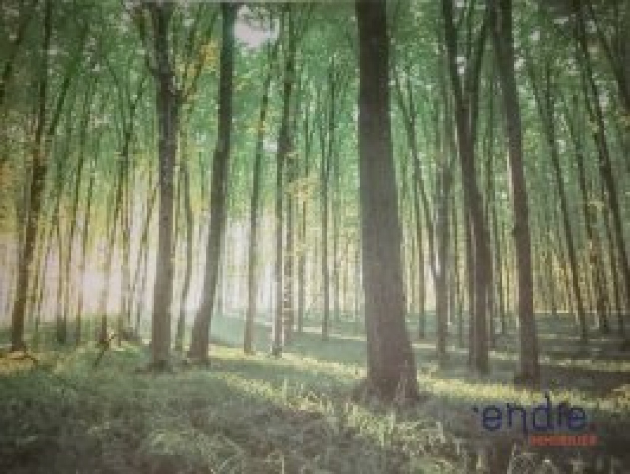 vente Propriété forestière Chateauneuf Sur Cher - Photo 1