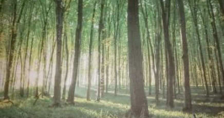 vente Propriété forestière Chateauneuf Sur Cher