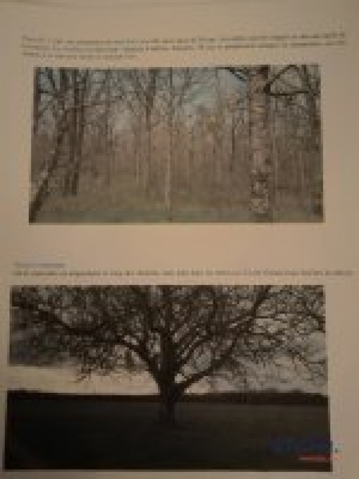 vente Propriété forestière Chateauneuf Sur Cher - Photo 6