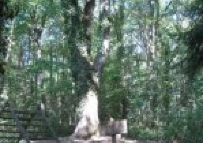 vente Château Lurcy Levis