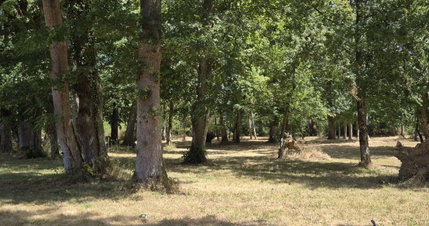 vente Château Lurcy Levis