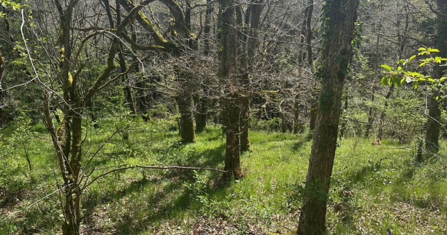 vente Terrain boisé – forêt Saint Pierre Le Chastel