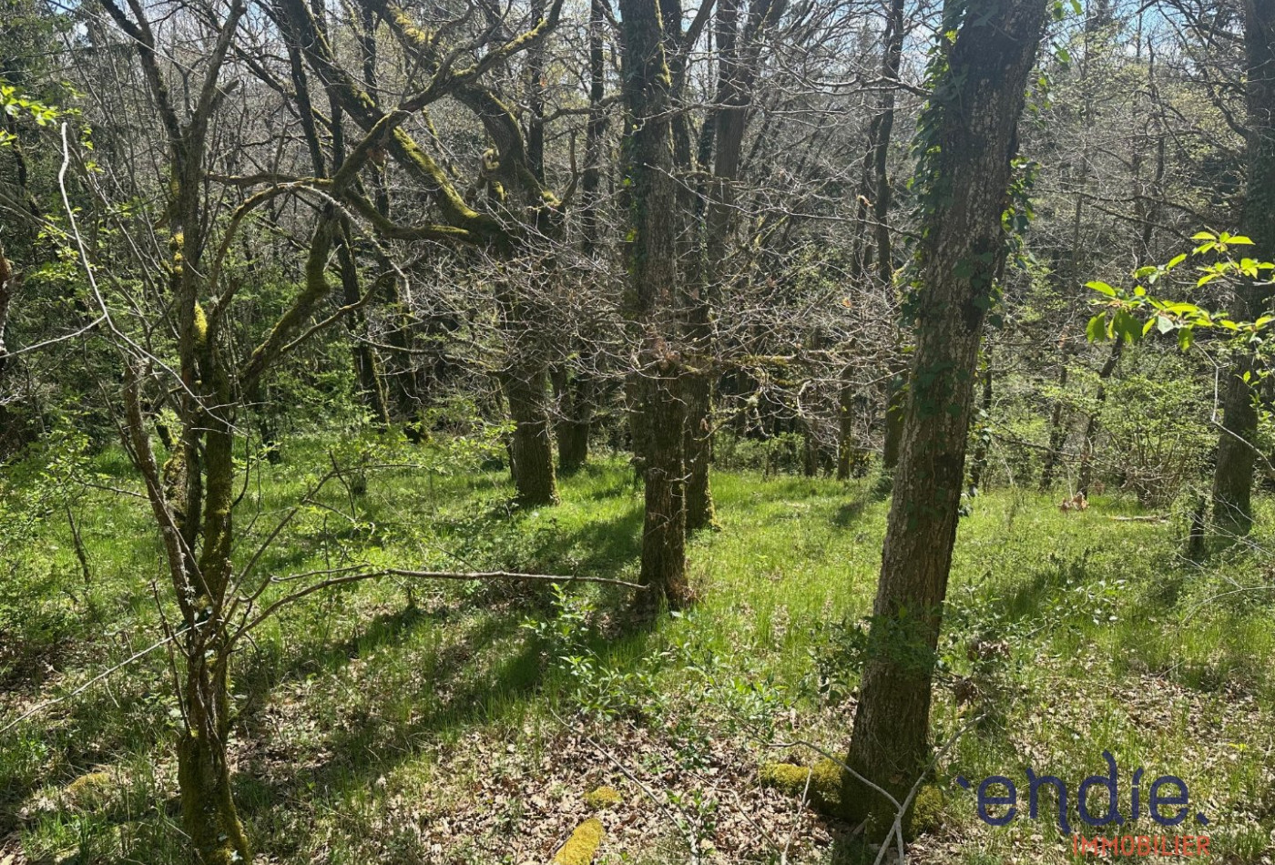 vente Terrain boisé – forêt Saint Pierre Le Chastel - Photo 2