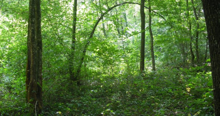vente Terrain à lotir Saint Denis De Palin