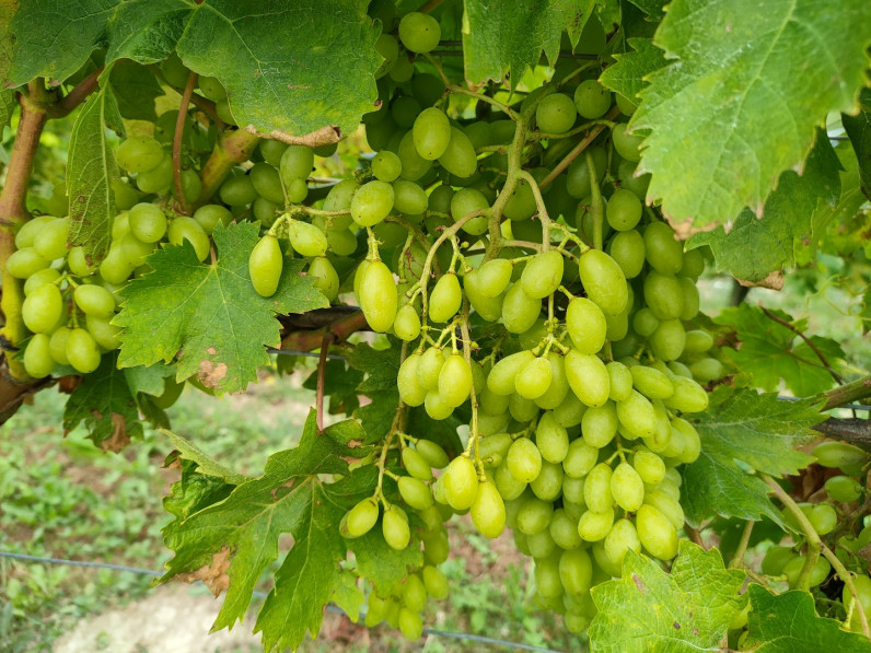 vente Proprit viticole Vanzac