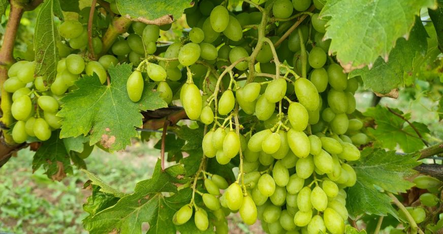 vente Propriété viticole Vanzac