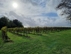 vente Propriété viticole Vanzac