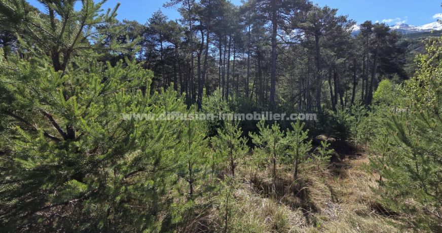 vente Terrain constructible Faucon De Barcelonnette