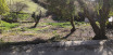 à vendre Terrain Tourrette Levens