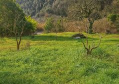 à vendre Terrain Tourrette Levens