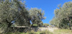 à vendre Terrain Tourrette Levens
