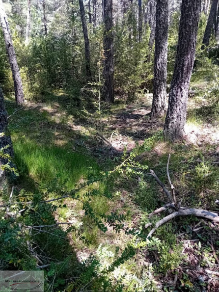 à vendre Terrain boisé – forêt Greolieres - Photo 3