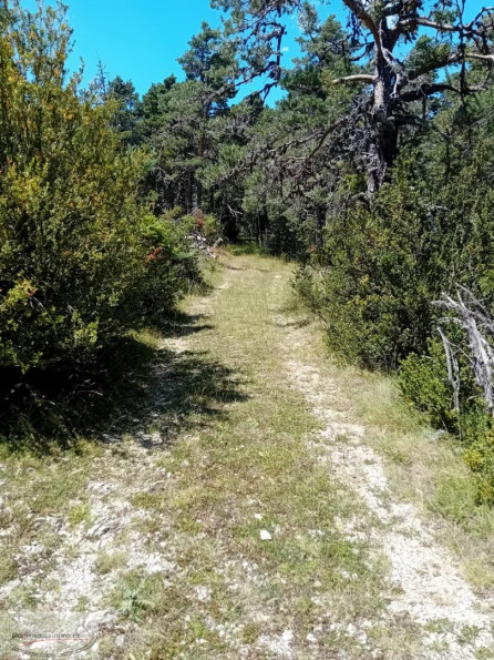 à vendre Terrain boisé – forêt Greolieres - Photo 1