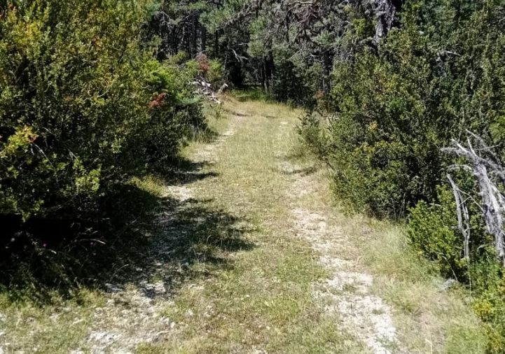 à vendre Terrain boisé – forêt Greolieres