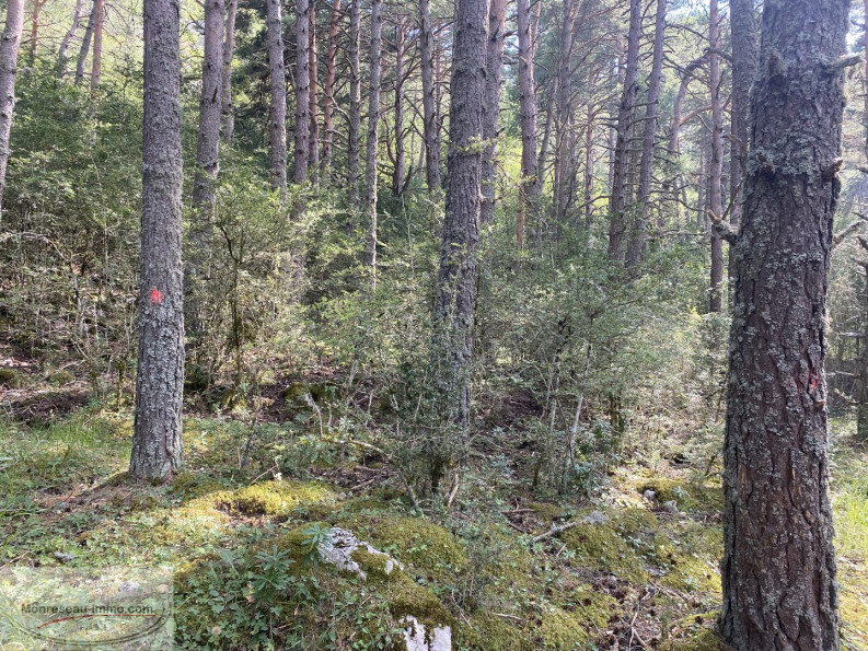 à vendre Terrain boisé – forêt Greolieres - Photo 1