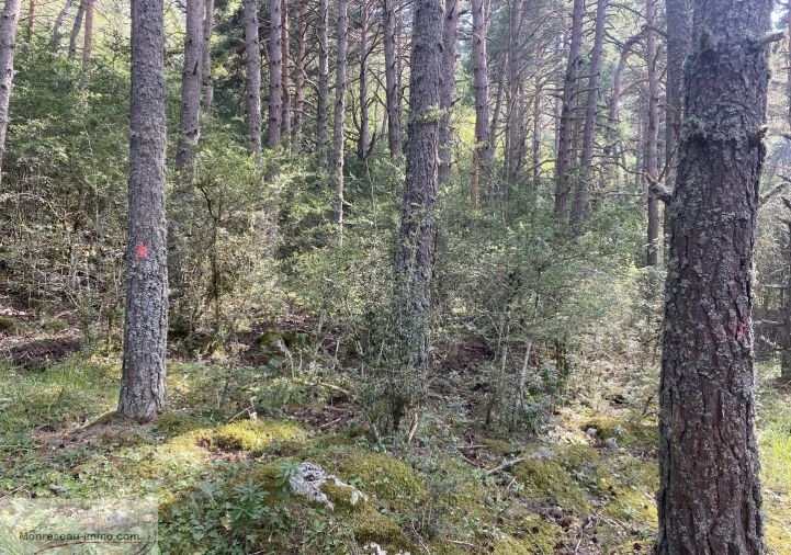 à vendre Terrain boisé – forêt Greolieres