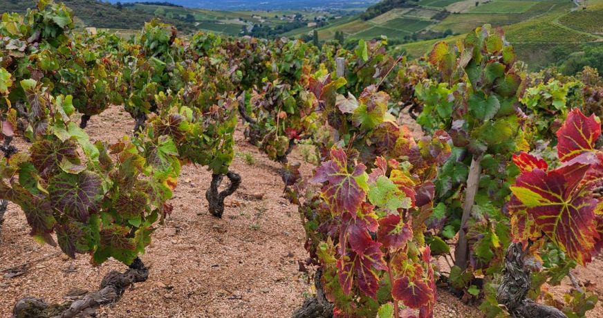 vente Terrain viticole Fleurie