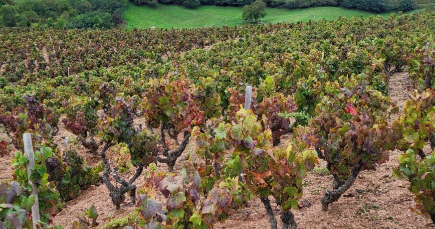 vente Terrain viticole Fleurie