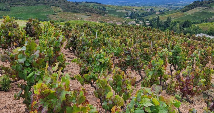 vente Terrain viticole Fleurie