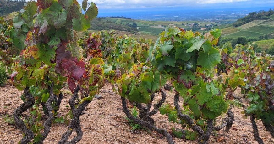 vente Terrain viticole Fleurie