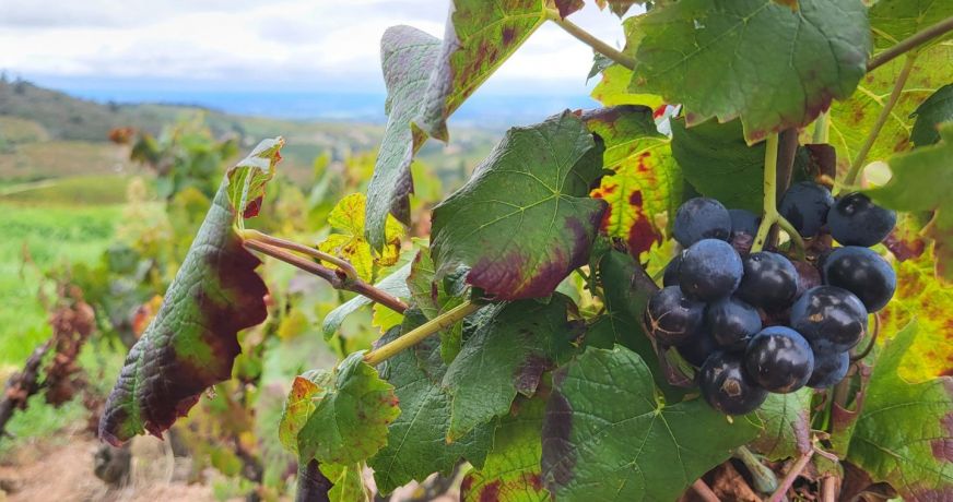 vente Terrain viticole Fleurie