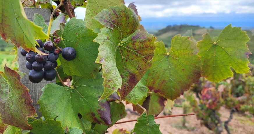 vente Terrain viticole Fleurie