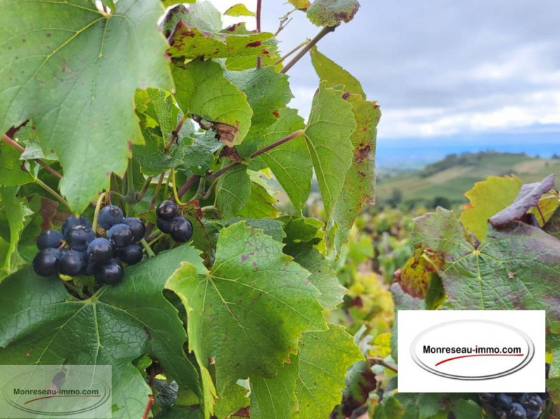 à vendre Terrain viticole Fleurie - Photo 1