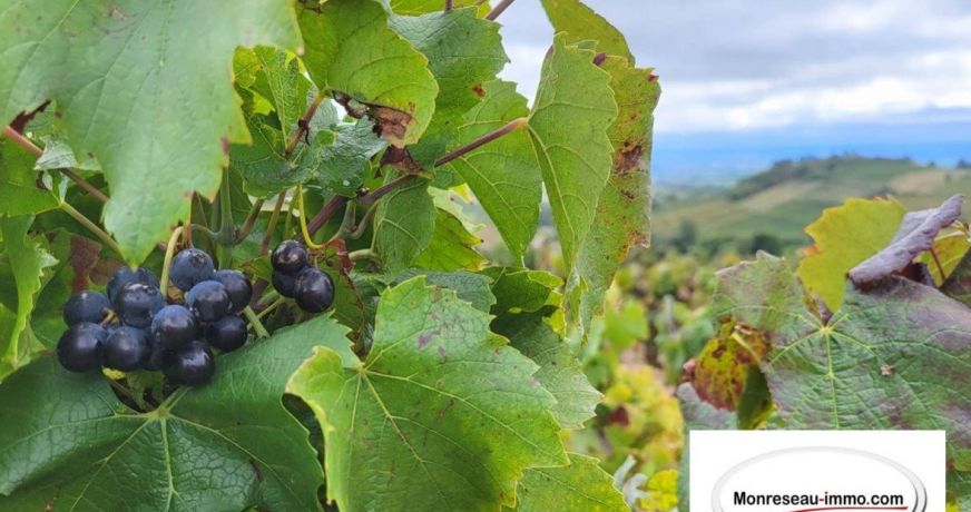 vente Terrain viticole Fleurie