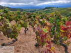 vente Terrain viticole Fleurie