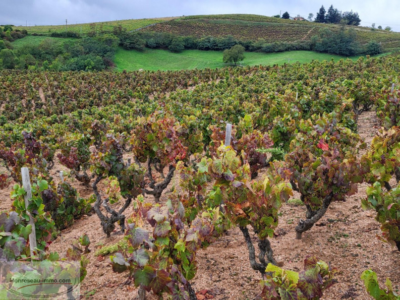 for sale Terrain viticole Fleurie - Photo 3