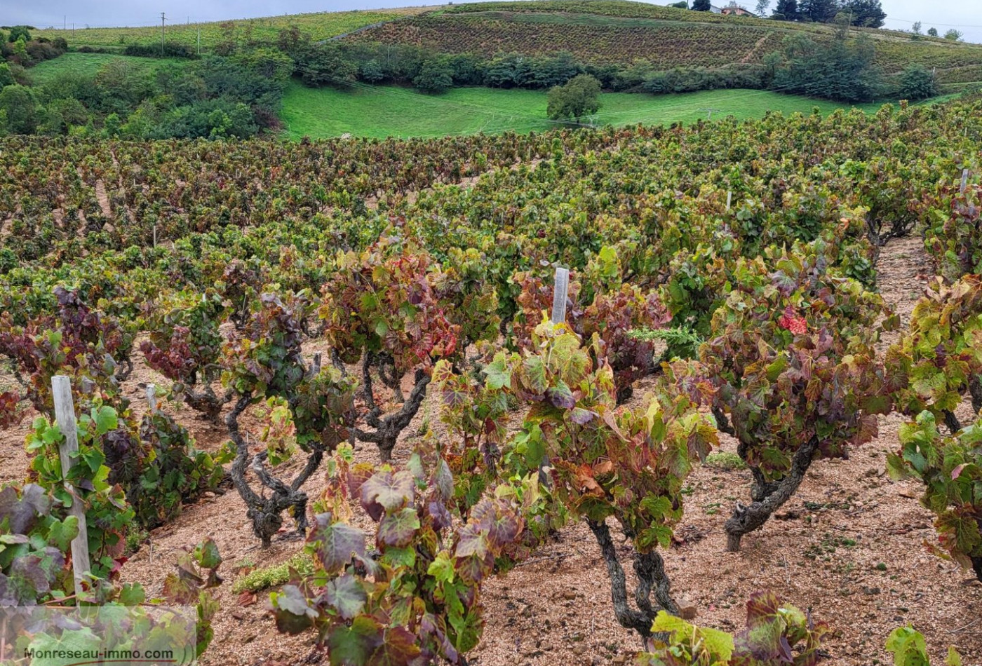 vente Terrain viticole Fleurie - Photo 3