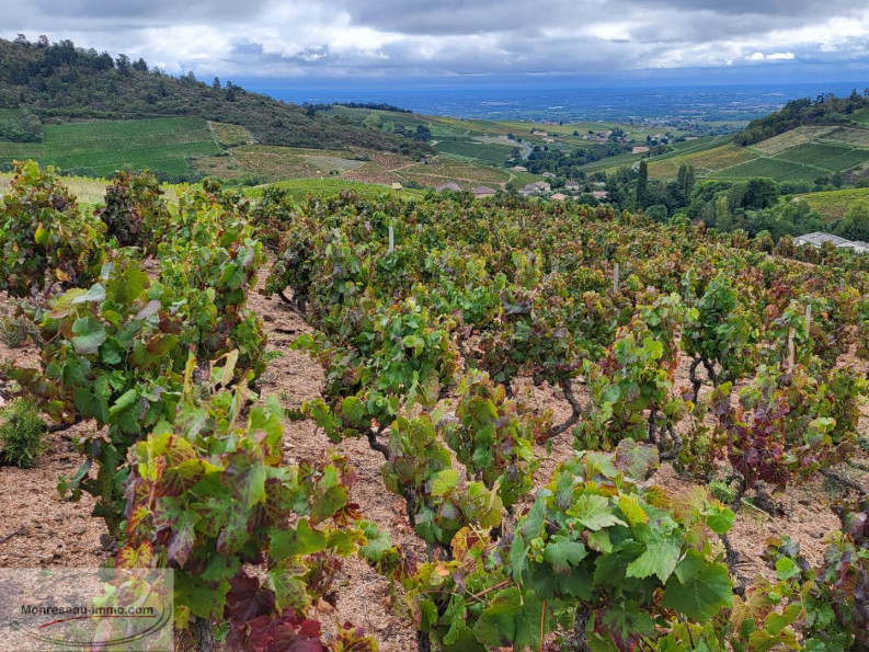 vente Terrain viticole Fleurie - Photo 4
