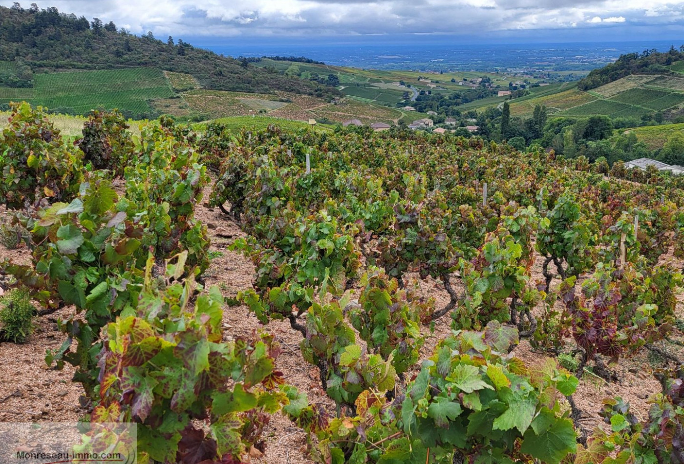 vente Terrain viticole Fleurie - Photo 4