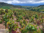 vente Terrain viticole Fleurie
