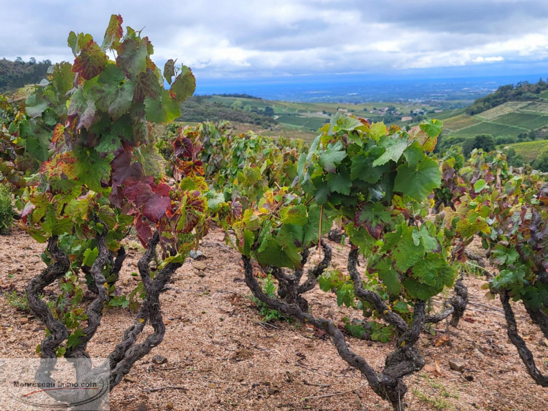 vente Terrain viticole Fleurie - Photo 5
