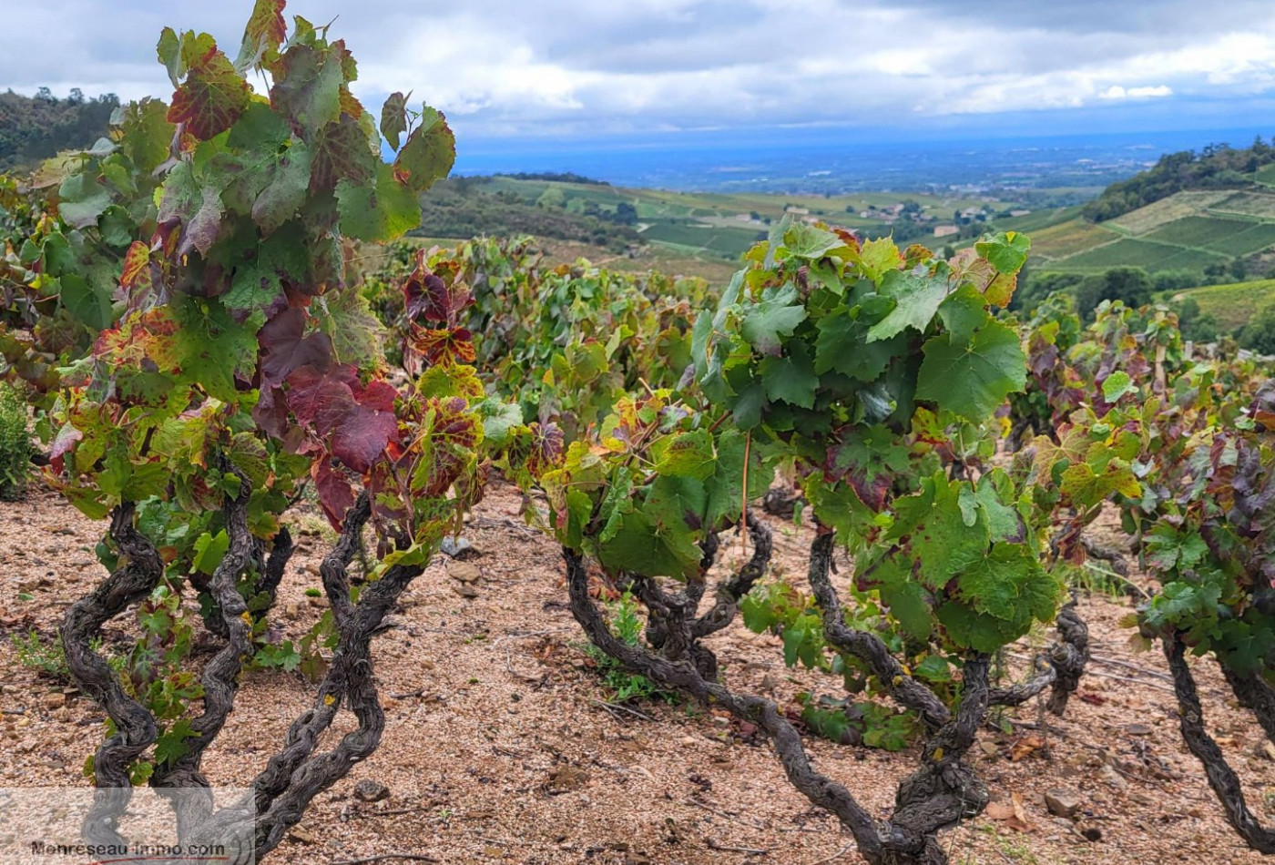 vente Terrain viticole Fleurie - Photo 5