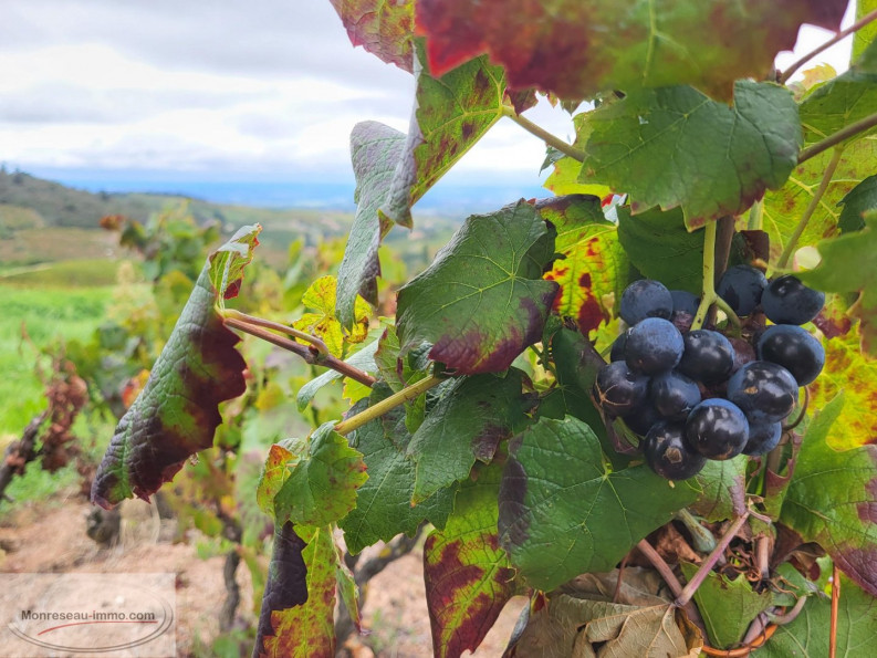 for sale Terrain viticole Fleurie - Photo 6