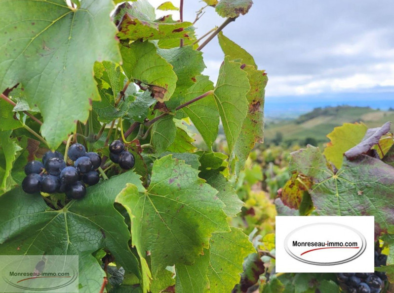 for sale Terrain viticole Fleurie - Photo 1