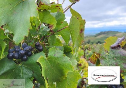 vente Terrain viticole Fleurie