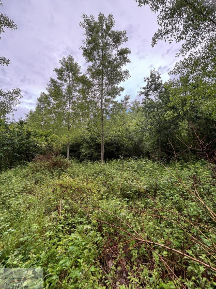 à vendre Terrain boisé – forêt Valenciennes - Photo 2