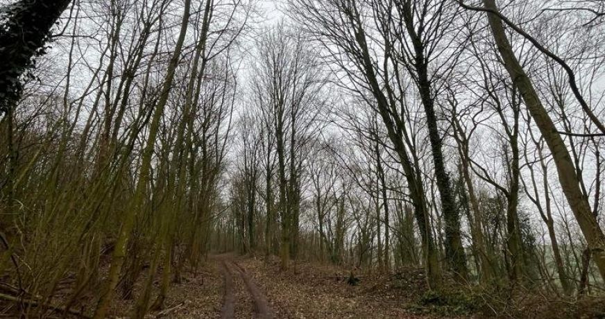 vente Terrain boisé – forêt Laon