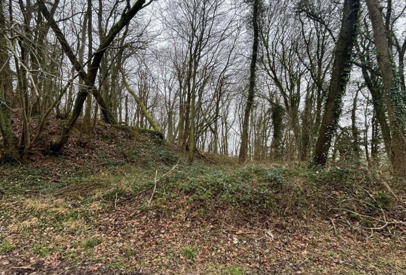 vente Terrain boisé – forêt Laon - Photo 5