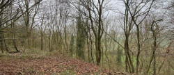 vente Terrain boisé – forêt Laon