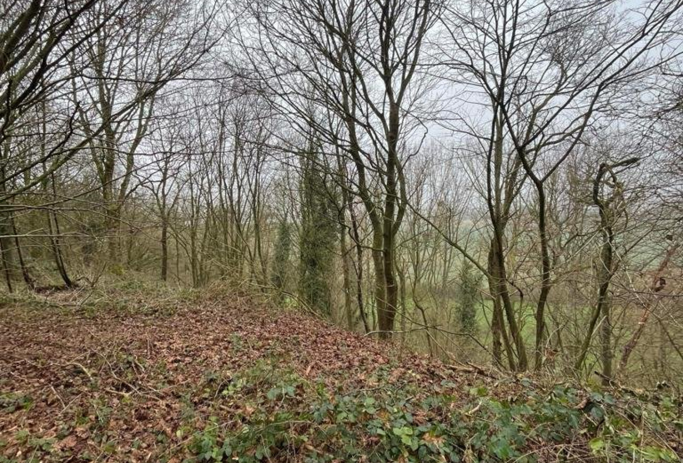 vente Terrain boisé – forêt Laon - Photo 6