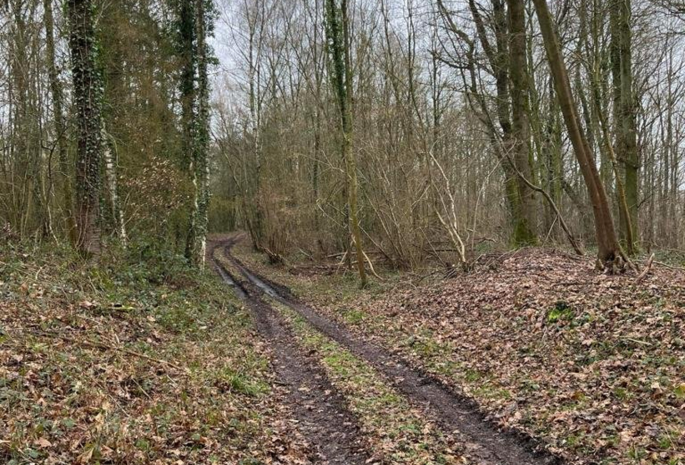 vente Terrain boisé – forêt Laon - Photo 7
