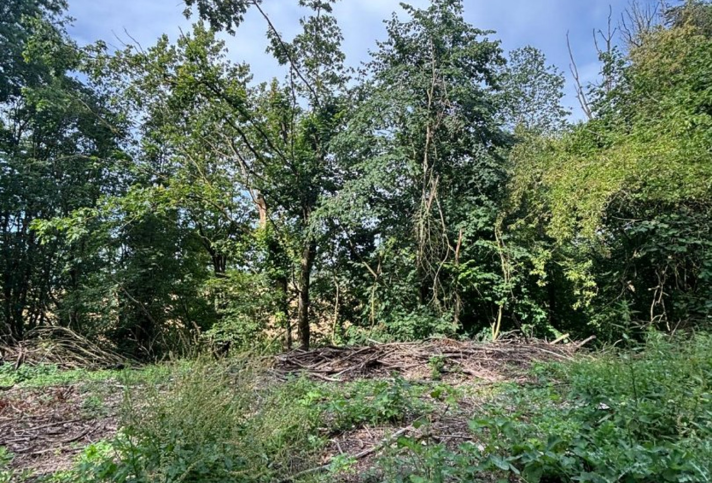 vente Terrain boisé – forêt Laon - Photo 9