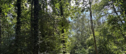 vente Terrain boisé – forêt Laon
