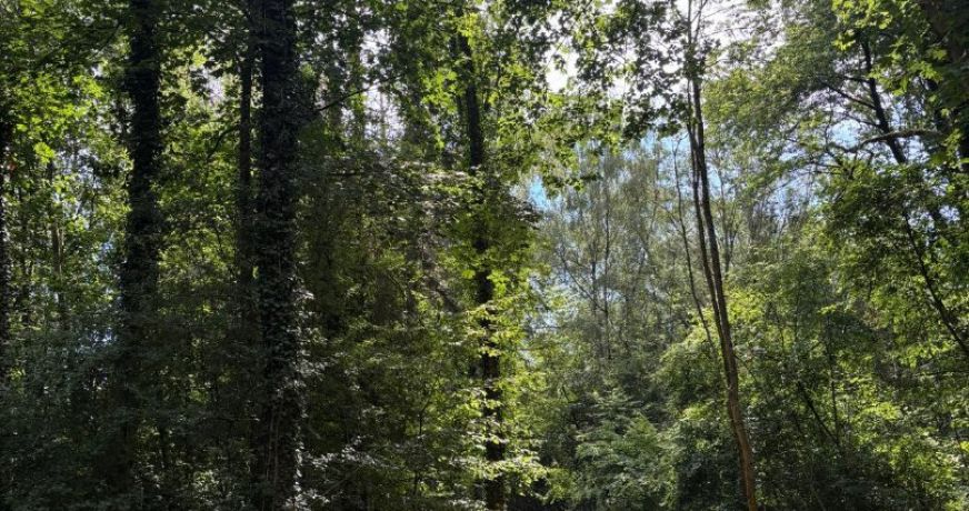 vente Terrain boisé – forêt Laon